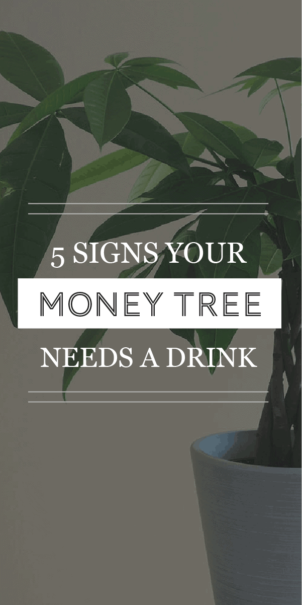 5 signes qu&rsquo;il est temps d&rsquo;arroser votre arbre à argent