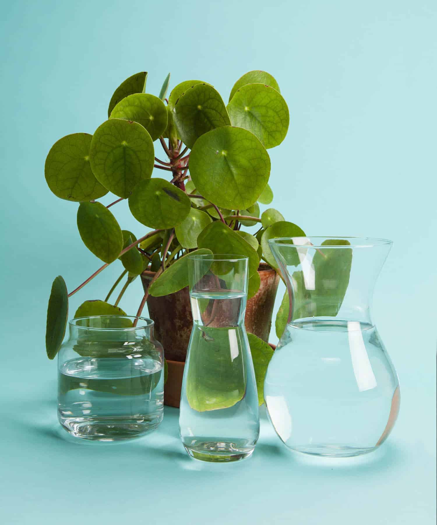 Propagating Pilea Plants in Water from Start to Finish - The Healthy Houseplant