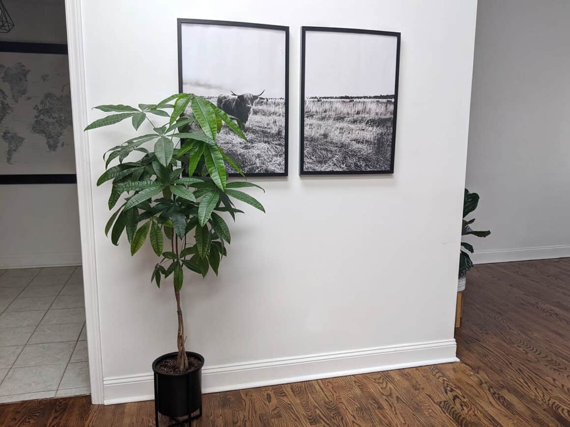 How, When, and Why to Prune Your Money Tree - The Healthy Houseplant