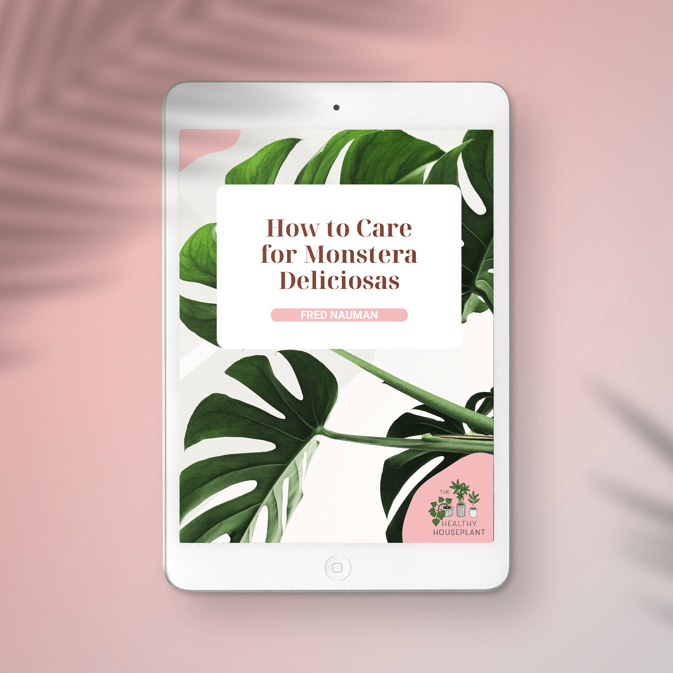 The Complete Guide to Monstera Care